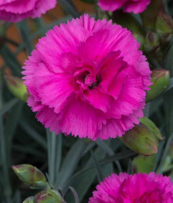 Dianthus Scent First® 'Tickled Pink' Pinks Perennial Plug Plants Pack x6