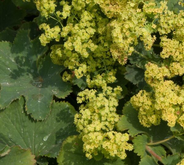 Alchemilla Mollis (LARGE) Perennial Garden Plug Plants Pack x6