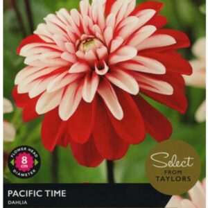 Dahlia Bulb/Tuber 'Pacific Time' Select Summer Bulbs Pack x2 Tubers