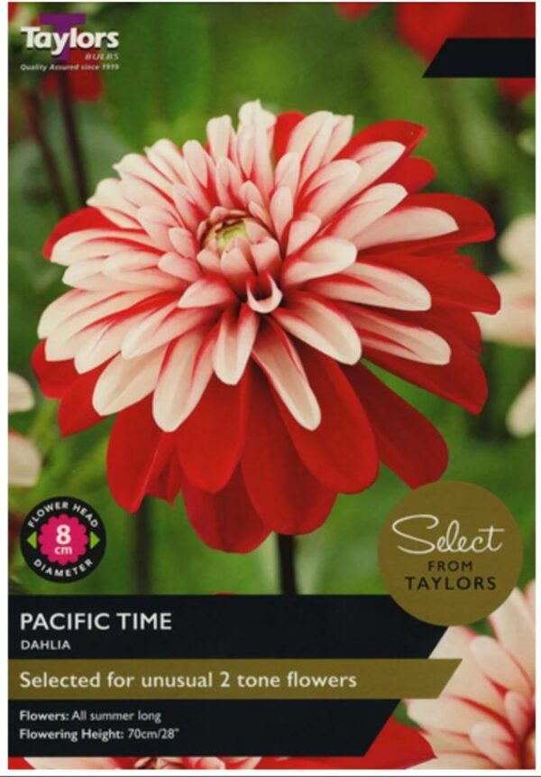 Dahlia Bulb/Tuber 'Pacific Time' Select Summer Bulbs Pack x2 Tubers