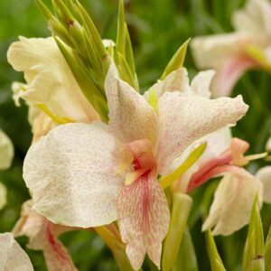 Canna Lily 'Fantasy' Flowering Bulb/Tuber/Root
