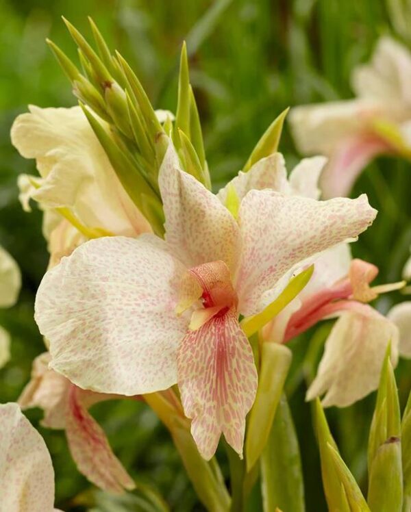Canna Lily 'Fantasy' Flowering Bulb/Tuber/Root