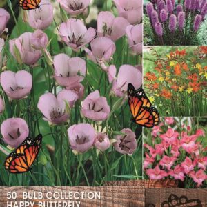 Happy Butterfly Summer Bulb Collection Pack x50 Bulbs