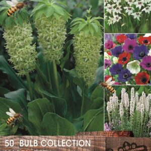Happy Bee Summer Bulb Collection Pack x50 Bulbs