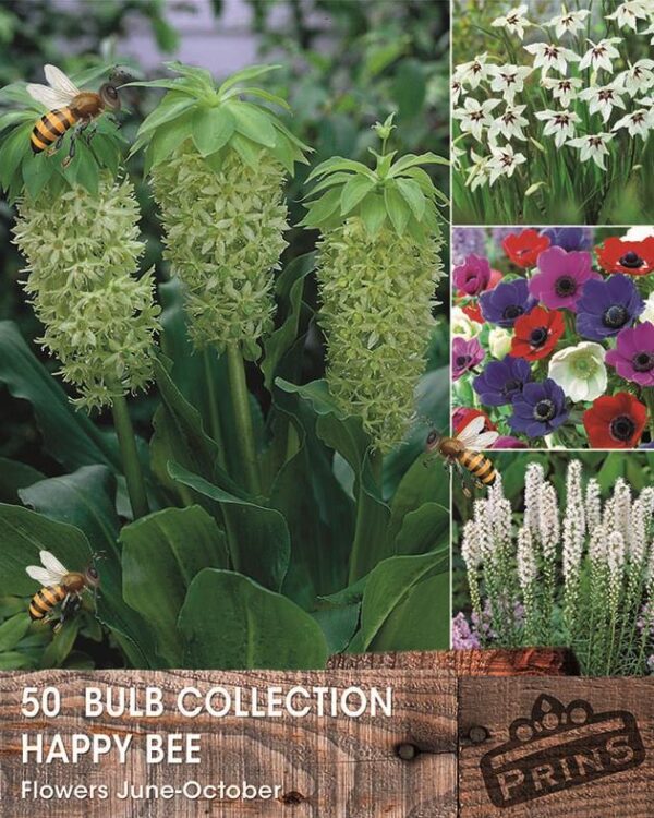 Happy Bee Summer Bulb Collection Pack x50 Bulbs