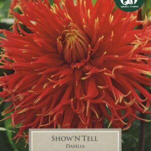 Dahlia Special ‘Show ‘n’ Tell’ Summer Tuber Pack x1