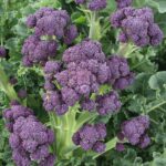 Broccoli Purple Sprouting 'Claret F1' Pack Garden Vegetable Seeds
