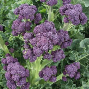 Broccoli Purple Sprouting 'Claret F1' Pack Garden Vegetable Seeds