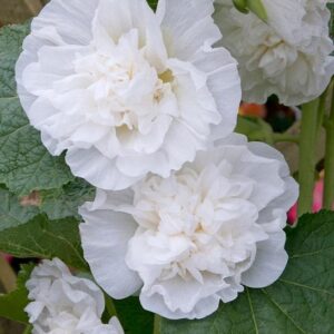 Hollyhock Chater's Double White Perennial Garden Plug Plants Pack x6