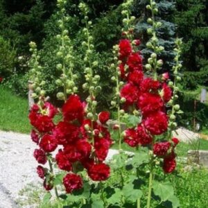 Hollyhock Chater's Double Scarlet Perennial Garden Plug Plants Pack x6