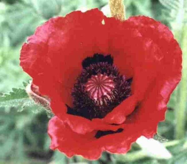 Poppy Papaver Orientale 'Allegro' Perennial Plug Plants Pack x6
