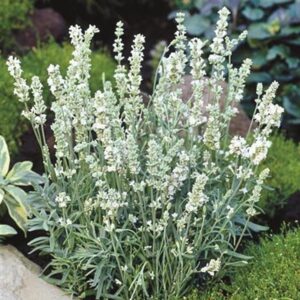 Lavender White Ellagance 'Snow White' Perennial Plug Plants Pack x6