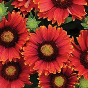 Gaillardia 'Arizona Red Shades' Perennial Garden Plug Plants Pack x6