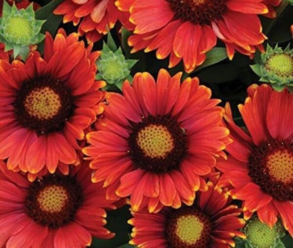 Gaillardia 'Arizona Red Shades' Perennial Garden Plug Plants Pack x6