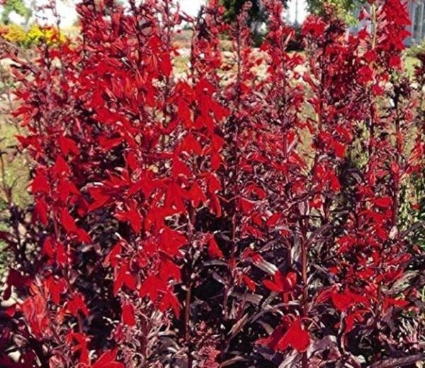 Lobelia Cardinalis Queen Victoria™ Perennial Plug Plants Pack x6