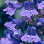Penstemon 'Heavenly Blue' Perennial Garden Plug Plants Pack x6