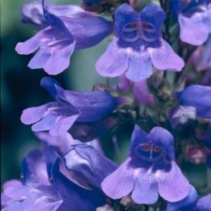 Penstemon 'Heavenly Blue' Perennial Garden Plug Plants Pack x6