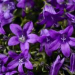 Campanula Portenschlagiana 'Clockwise™ Deep Blue' Perennial Plug Plants Pack x6