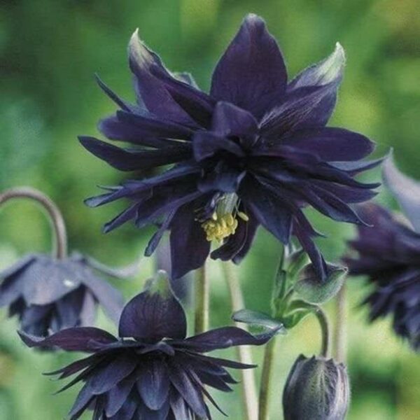 Aquilegia 'Black Barlow' Garden Perennial XXL Supersize Plug Plants Pack x3