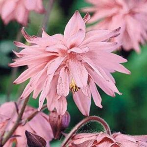 Aquilegia 'Barlow Pink' Perennial 9cm Pot Plants Pack x3