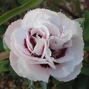 Dianthus 'Cranmere Pool' Pinks Perennial Garden Plug Plants Pack x6