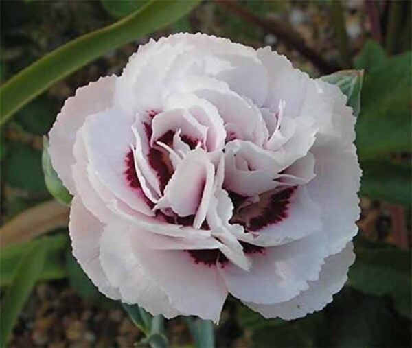 Dianthus 'Cranmere Pool' Pinks Perennial Garden Plug Plants Pack x6