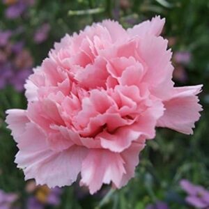 Dianthus 'Letitia Wyatt' Pinks Perennial Garden Plug Plants Pack x6