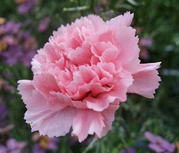 Dianthus 'Letitia Wyatt' Pinks Perennial Garden Plug Plants Pack x6
