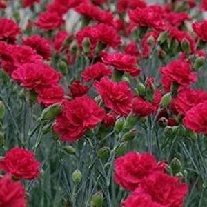 Dianthus 'Red Carpet' Pinks Perennial Garden Plug Plants Pack x6
