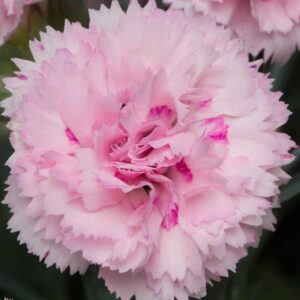 Dianthus Scent First® 'Candy Floss' Pinks Perennial Plug Plants Pack x6