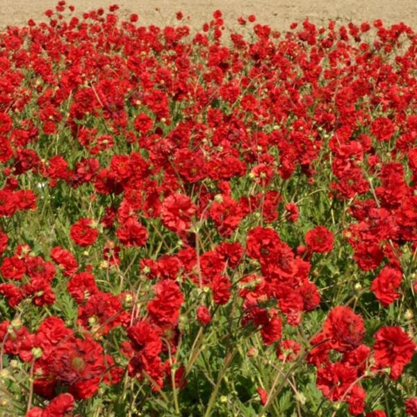 Geum 'Blazing Sunset' Perennial LARGE Garden Plug Plants Pack x6