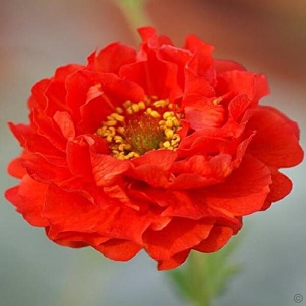 Geum 'Blazing Sunset' Perennial LARGE Garden Plug Plants Pack x6