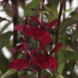 Lobelia 'Starship™ Burgundy' Perennial (LARGE) Plug Plants Pack x6