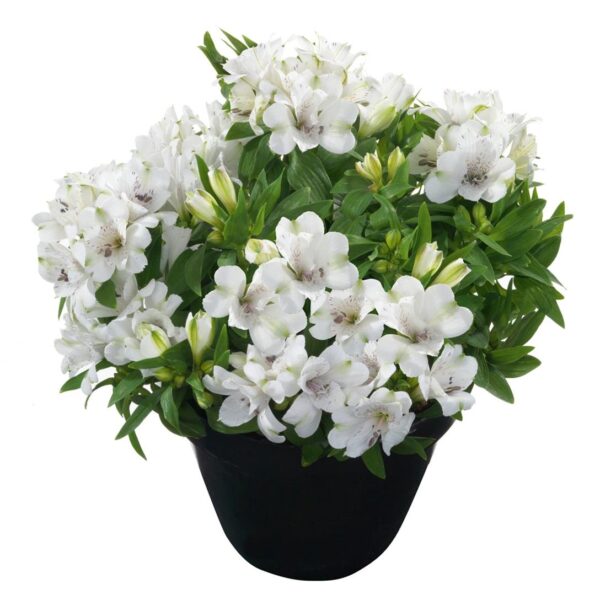 Alstroemeria Inticancha White Magic LARGE Size 50mm Plug Plants Pack x3