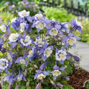 Aquilegia Earlybird™ Blue-White F1 Plug Plants Pack x6
