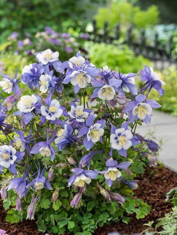 Aquilegia Earlybird™ Blue-White F1 Plug Plants Pack x6