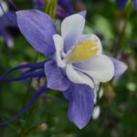 Aquilegia Earlybird™ Blue-White F1 Plug Plants Pack x6