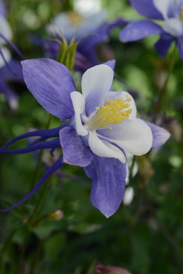 Aquilegia Earlybird™ Blue-White F1 Plug Plants Pack x6