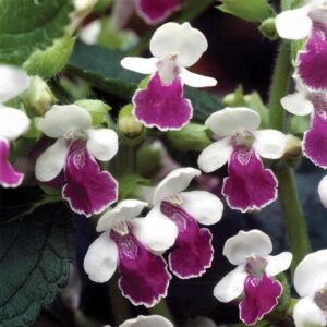 Melittis Melissophyllum Royal Velvet Distinction Pack x3 LARGE Plug Plants