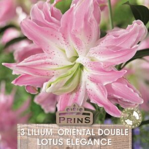 Lilium Oriental Double Lotus Elegance Pack x3 Bulbs