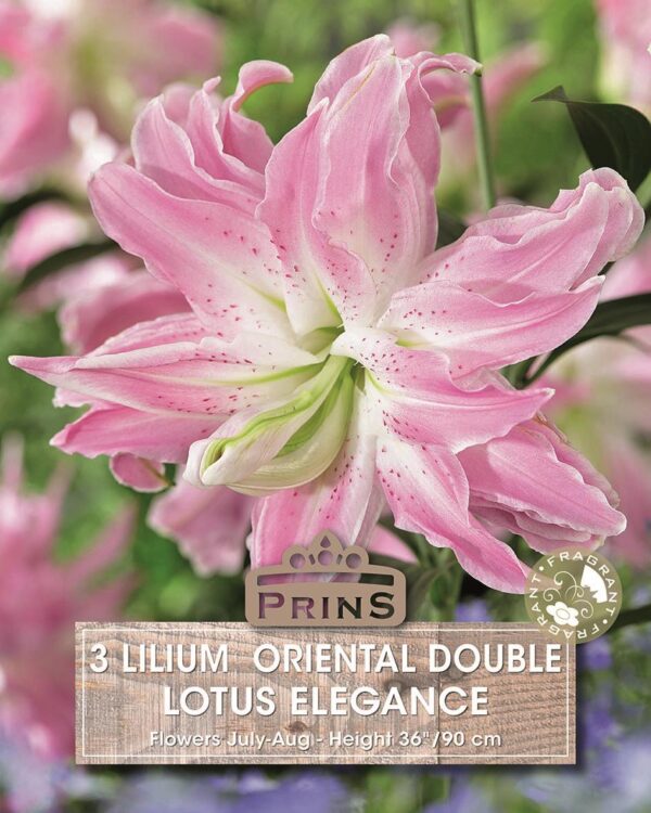 Lilium Oriental Double Lotus Elegance Pack x3 Bulbs