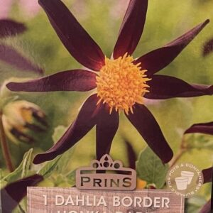 Dahlia Border 'Honka Dark/Black' Pack x 1 Tuber