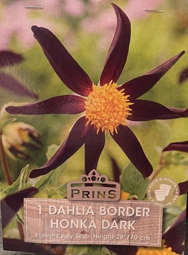 Dahlia Border 'Honka Dark/Black' Pack x 1 Tuber