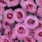 Dianthus Scent First® 'Raspberry Sundae' Pinks Perennial Plug Plants Pack x6
