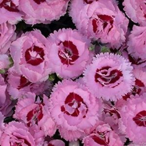 Dianthus Scent First® 'Raspberry Sundae' Pinks Perennial Plug Plants Pack x6