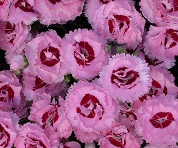 Dianthus Scent First® 'Raspberry Sundae' Pinks Perennial Plug Plants Pack x6