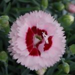 Dianthus Scent First® 'Raspberry Sundae' Pinks Perennial Plug Plants Pack x6