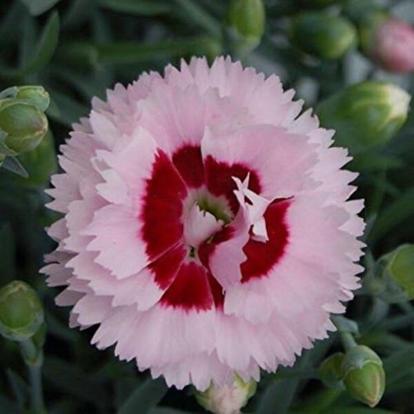 Dianthus Scent First® 'Raspberry Sundae' Pinks Perennial Plug Plants Pack x6