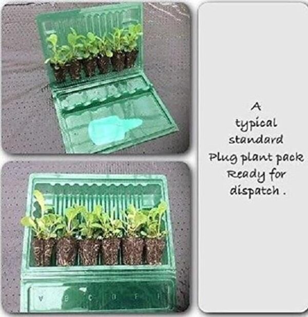 Dianthus Scent First® 'Raspberry Sundae' Pinks Perennial Plug Plants Pack x6