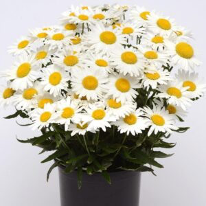 Shasta Daisy 'Snow Lady' Perennial Garden Plug Plants Pack x6